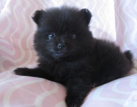 Black Teacup Pomeranian 1