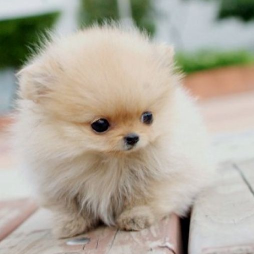 Teacup Pomeranian Puppy 1