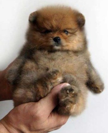 Teacup Teddy Bear Pomeranian for Sale 3
