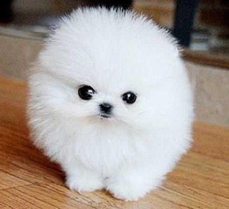 White Teacup Pomeranian Puppies for Sale 2