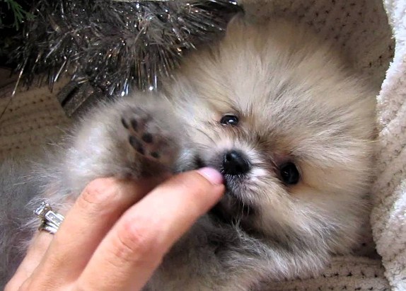 Baby Teacup Pomeranian 1