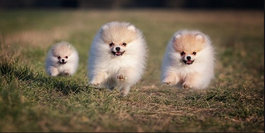 Pomeranian Puppies for Sale in Oklahoma Under 100