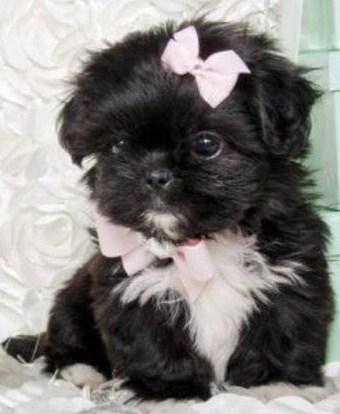 Teacup Pomeranian Puppies for sale Craigslist 3