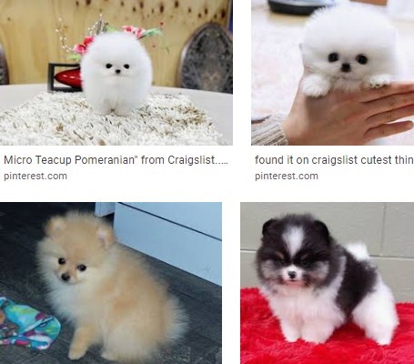 toy pomeranian puppies for sale near me