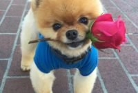 About Jiffpom the Most Famous Pomeranian
