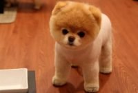 About Pomeranian Teddy Bear Cut