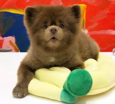 Bertram the Pomeranian (@bertiebertthepom)