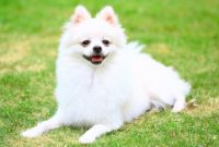 Can Pomeranian Live in Hot Weather