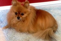 Can Pomeranians Stay Home Alone