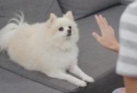 Do Pomeranians Like to Be Left Alone