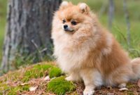 How Long Can Pomeranians Hold Their Bladder
