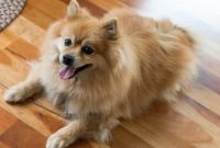How Long Does It Take to Potty Train a Pomeranian Puppy