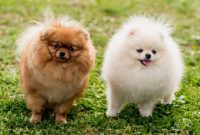 How Long Pomeranians Hold Their Pee