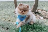 How Much is a Lavender Pomeranian