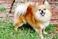 How Smart Are Pomchis (Pomeranian Chihuahua)
