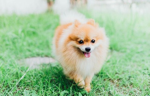 How to Tire Out a Pomeranian