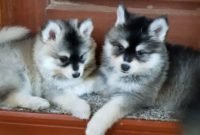 Husky and Pomeranian