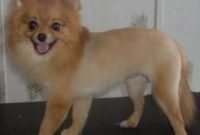Pomeranian Lion Haircut Samples