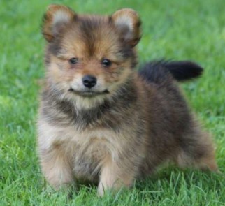 Teacup Pomeranian Yorkie Mix Puppies for Sale