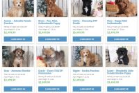 Way to buy a Pomeranian puppy on Puppy Online