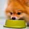 What is the Best Food to Feed a Pomeranian