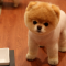 Boo Pomeranian Teddy Bear Cut