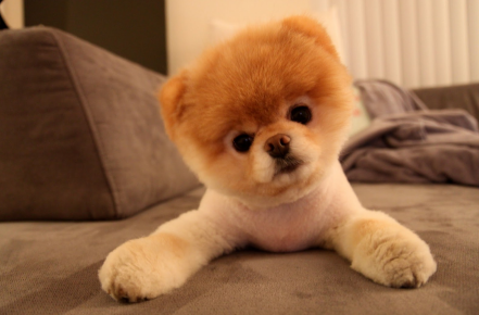 The Price for Making Pomeranian Have Boo Haircut